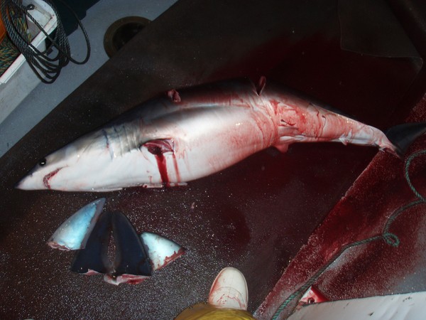 Shark photos prove finning alive and well in NZ