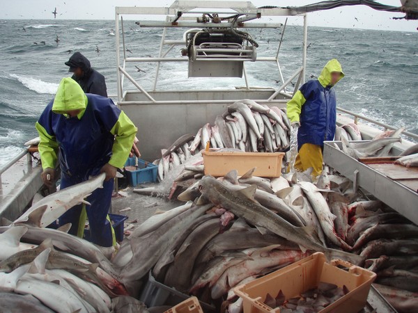 New Zealand fishers are free to cut off the fins of over 100 species of sharks