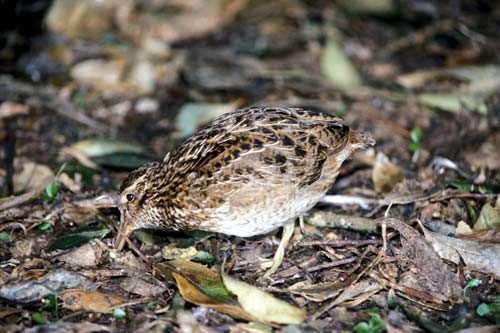 Twenty Chatham Island snipe were released onto a reserve on Pitt Island, the second largest of the Chatham Islands, on April 28