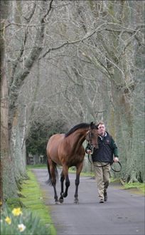 The Oaks Stud�s dual group one winning stallion Spartacus has claimed the coveted title of New Zealand�s Champion First Season sire for the 2007/08 season. 