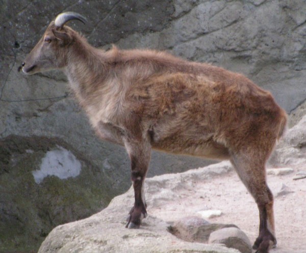 The prized trophy - Himalayan Tahr