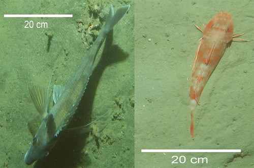 Tarakihi and Red Gurnard