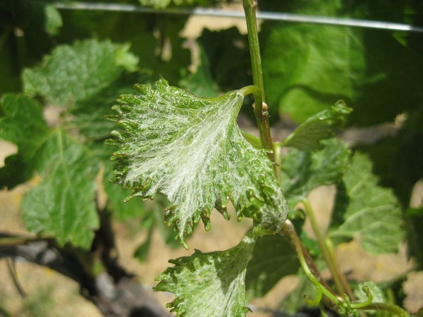 Damaged vines on one of the 18 Vineyards near Cromwell