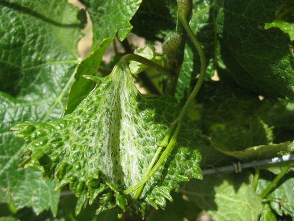 Damaged vines on one of the 18 Vineyards near Cromwell