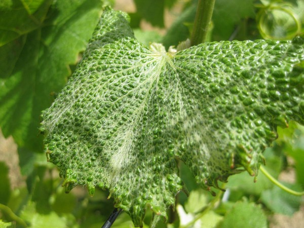 Damaged vines on one of the 18 Vineyards near Cromwell