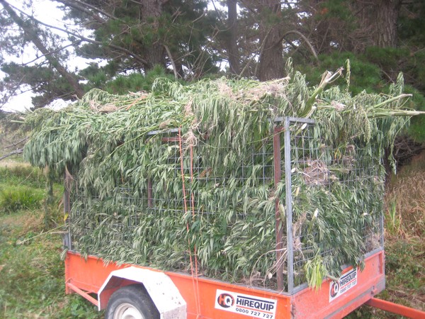 Cannabis recovered by Police at Waihou Bay north of Opotiki on the East coast