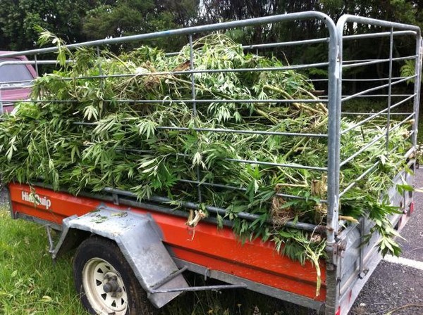 Bay of Plenty Police organised crime operation undertaken last week resulted in more than 10,000 cannabis plants being located and destroyed across the Bay of Plenty