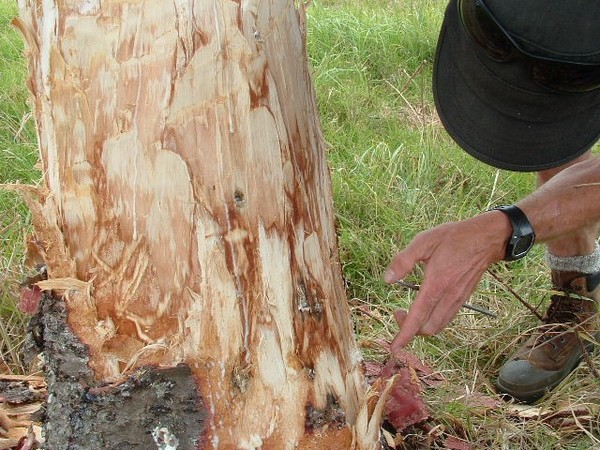 The damaged trees