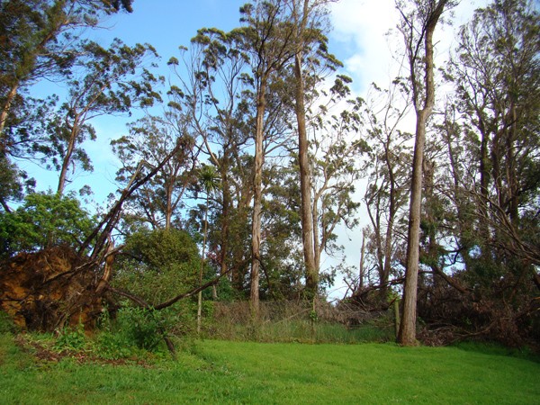 A stand of trees to be removed at the Water Treatment Plant in Pukekohe.  Some of the trees have already fallen over