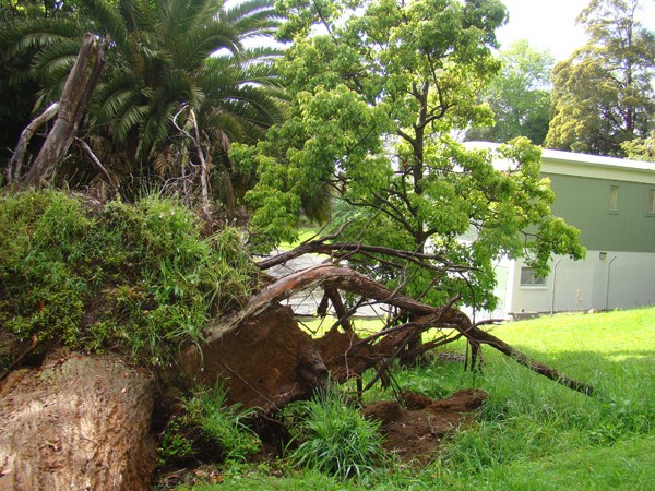 Trees threaten water ways