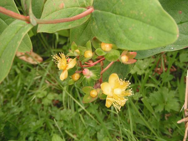 Tutsan flower