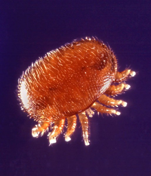 Varroa Bee Mite