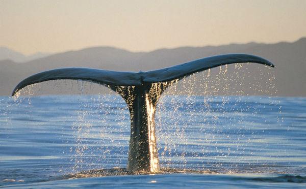 New Whale Watch Website