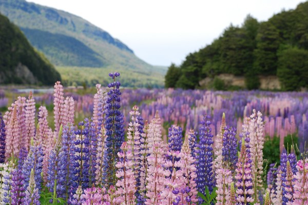 New Zealand 'weeds'