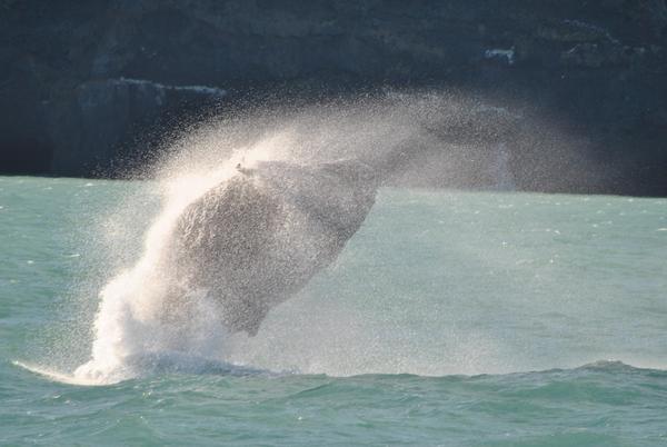 Passengers on Black Cat Cruises harbour cruise on Akaroa Harbour this afternoon were treated with amazing views of a breaching Humpback Whale. 