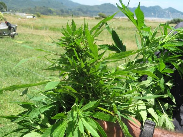 Bay of Plenty Police organised crime operation undertaken last week resulted in more than 10,000 cannabis plants being located and destroyed across the Bay of Plenty