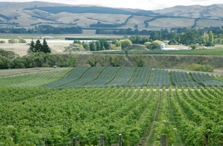 Waipara wine