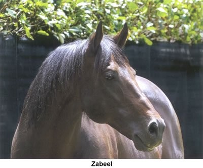 Zabeel