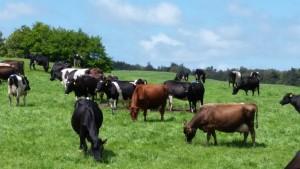 Taupo Fertiliser Company Uptake is an Industry Leader in a Modern World