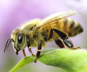 swarming bees