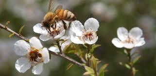 SummerGlow Apiaries Delighted with Outcome of 'This is Manuka Honey' Symposium