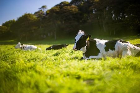 The benefits of having an accident and near miss report for your farm with New Zealand's leading Rural Consultants for AgSafe New Zealand Ltd.