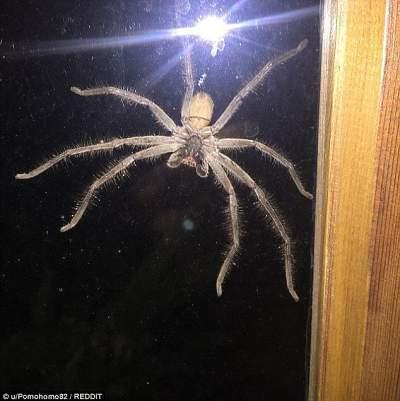 huntsman ( avondale) spider