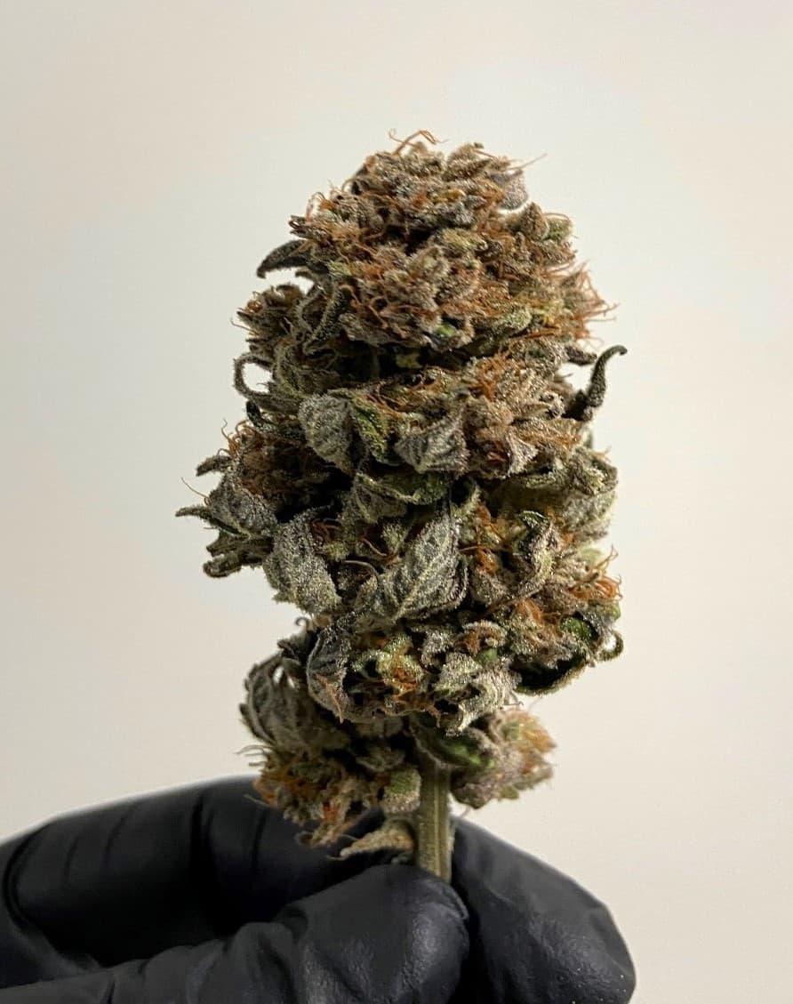 Demand for Premium New Zealand Medicinal Cannabis Grows - Vimarsana News