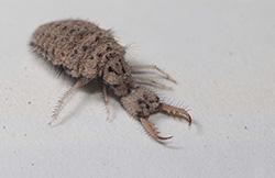 antlion