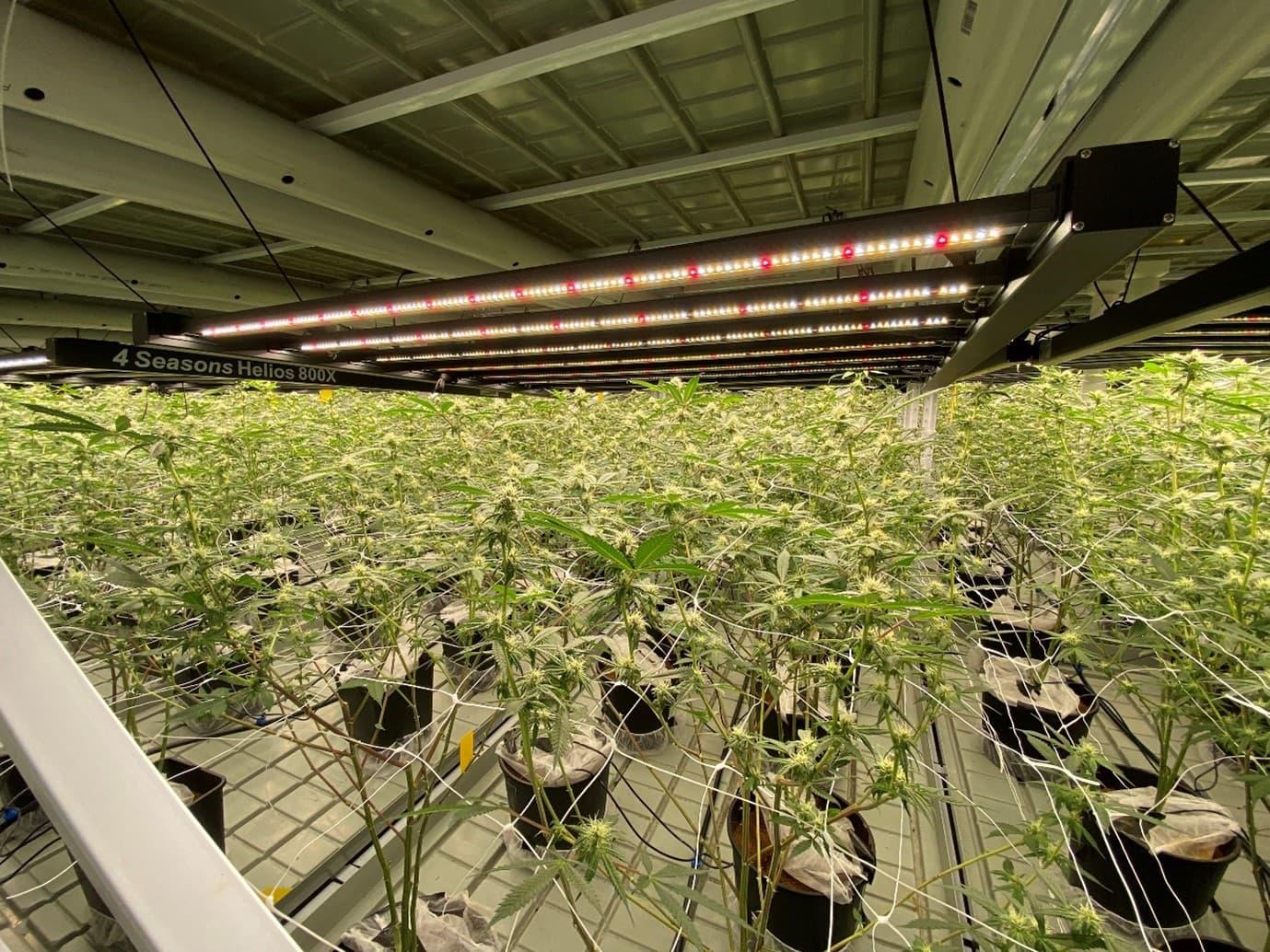 Greenfern Industries Achieves Quality Standards for First Commercial Harvest - Vimarsana News