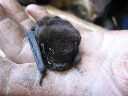 Hammond Park could provide the safe havens needed by the area's threatened native long-tailed bats