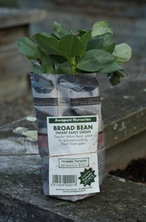 Broad bean