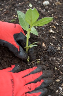 Broad bean