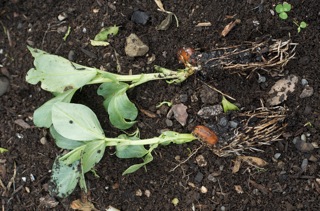 Broad bean