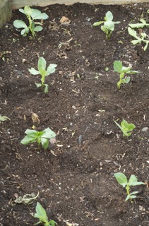 Broad bean