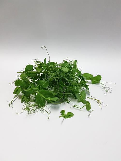 Southern Fresh Foods Waikato introduce Pea Tendrils with exceptional nutritional value.