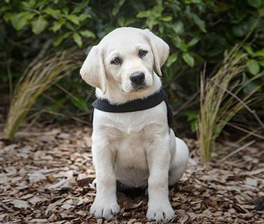 Ruby The Assistance Dog - ready for annual appeal
