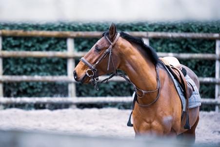 Handling horses the right way makes them more reliable and safer says New Zealand's leading farm consultants, AgSafe NZ. AgSafe NZ specialises in consulting with the rural, equine, and racing sectors to prepare hazard management programmes and safety plan