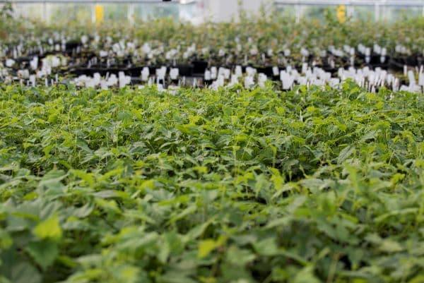 New hop varieties for New Zealand's largest grower - Vimarsana News