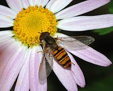 hover flies