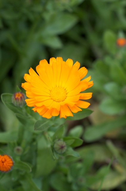 Calendula