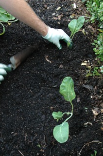 Cauliflower