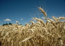 New wheat cultivars anticipated from cereal breeding partnership
