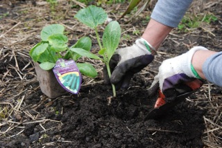 Courgette 1