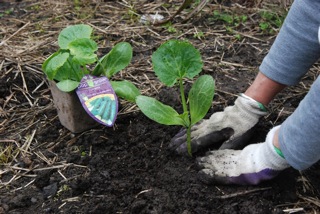 Courgette 2