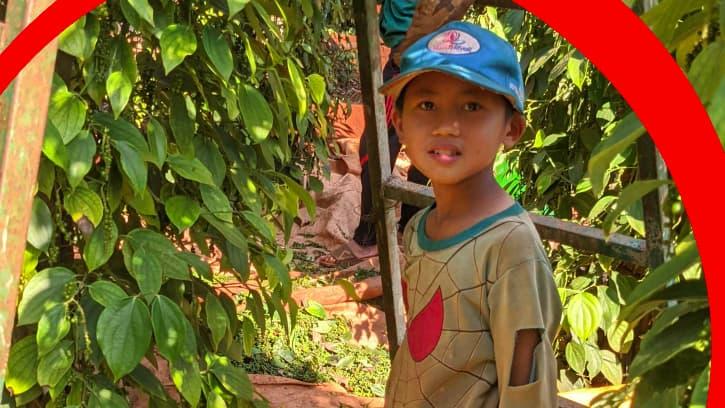 Child labour risks found widespread in global supply chains from cellphones to coffee: new study - Vimarsana News