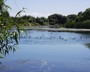 Grovetown Lagoon