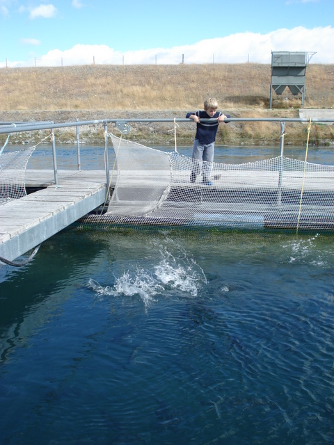 At the salmon farm