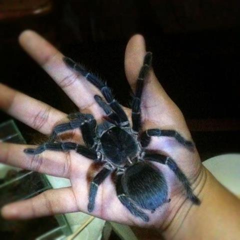 spider 