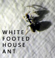 white footed house ant